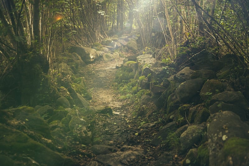 Forest Trekking